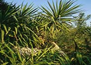 Yucca elephantipes