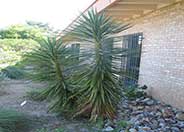 Yucca gloriosa