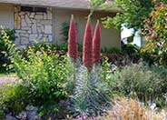 Echium wildprettii