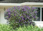 Lycianthes rantonnetii