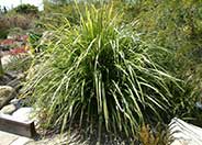 Tasmanian Flax Lily