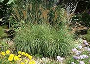 Miscanthus sinensis
