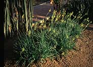Bulbine frutescens
