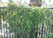 Carolina Jessamine