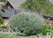 Lavandula angustifolia 'Hidcote'