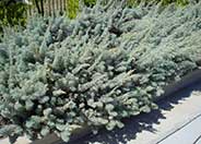 Artemisia 'Powis Castle'