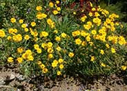 Coreopsis lanceolata