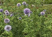 Globe Thistle