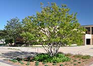 Lagerstroemia indica