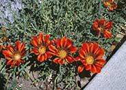 Gazania 'Copper King'