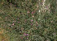 Melaleuca decussata