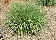 Bouteloua curtipendula