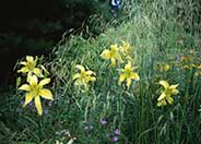 Deschampsia caespitosa