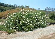 Romneya coulteri