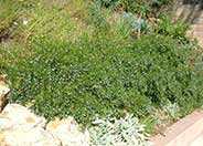 Sollya heterophylla