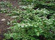 Evergreen Huckleberry