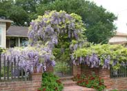 Wisteria sinensis
