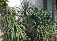 Yucca recurvifolia