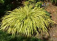 Hakonechloa macra 'Aureola'