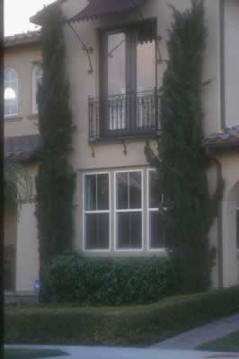 vertical Cypress trees 