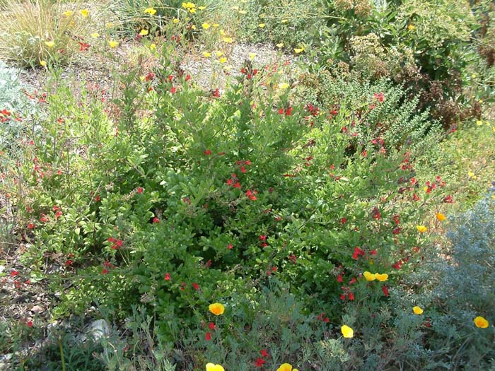 Plant photo of: Galvezia speciosa