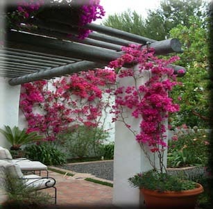 California Greek Garden