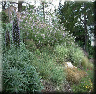 Mediterranean Garden