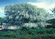 Weeping Myall, Weeping Acacia