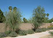 Shoestring Acacia, Dalby Myall