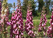 Digitalis purpurea