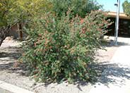 Calliandra californica