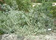 Salvia apiana