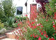 Salvia greggii 'Red Star'