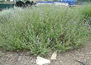 Salvia clevelandii 'Aromas'