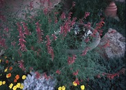 Agastache rupestris