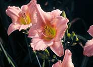 Hemerocallis 'Judith'