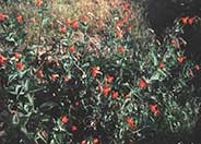 Mimulus cardinalis
