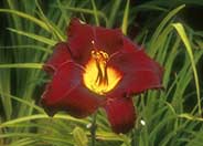 Hemerocallis 'Acapulco Night'