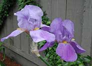 Iris bearded 'Breakers'