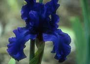 Iris bearded 'Dusky Challenger'