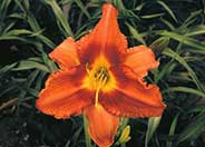 Hemerocallis 'Gingerbread Man'