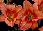 Hemerocallis 'Lee Bea Orange Crush'