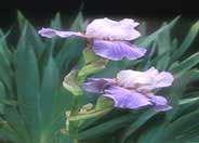 Iris bearded 'Heather Blush'