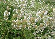 Salvia mellifera
