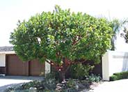Arbutus 'Marina'