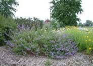 Salvia 'Allen Chickering'