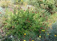 Galvezia speciosa