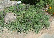 Salvia sonomensis