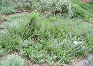 Salvia sonomensis 'Dara's Choice'
