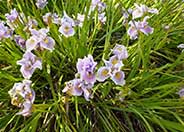 Iris Pacific Coast Hybrid 'Purple and Wh